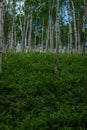 birch thicket, many white tree trunks with black stripes and patterns stand in green grass on mountain, blue sky back Royalty Free Stock Photo