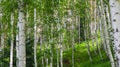 Birch thicket on the mountainside on a summer day. Royalty Free Stock Photo