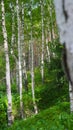 Birch thicket on the mountainside on a summer day. Royalty Free Stock Photo