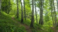 Birch thicket on the mountainside on a summer day.