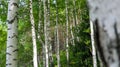 Birch thicket on the mountainside on a summer day.