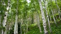 Birch thicket on the mountainside on a summer day. Royalty Free Stock Photo