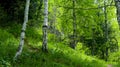 Birch thicket on the mountainside on a summer day.