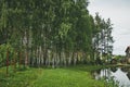 Birch thicket on the shore of the lake 9291. Royalty Free Stock Photo