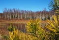 Birch thicket in spring. Trees grow near a forest pond. Details