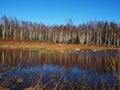 Birch thicket in spring. Trees grow near a forest pond. Details