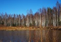 Birch thicket in spring. Trees grow near a forest pond. Details Royalty Free Stock Photo