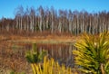 Birch thicket in spring. Trees grow near a forest pond. Details Royalty Free Stock Photo