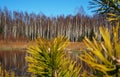 Birch thicket in spring. Trees grow near a forest pond. Details