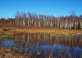 Birch thicket in spring. Trees grow near a forest pond. Details