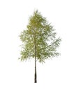 A birch, is a thin-leaved deciduous hardwood tree of the genus Betula, isolated on white background Royalty Free Stock Photo