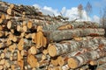 Birch Timber Royalty Free Stock Photo