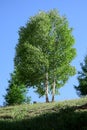 Birch tree Royalty Free Stock Photo