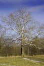Birch Tree Royalty Free Stock Photo