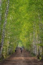 Birch tree alley on spring evening