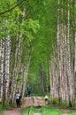 Birch tree alley on spring evening