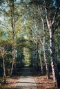 Birch tree alley at summer park with road footpath. Royalty Free Stock Photo