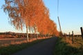 Birch tree alley on sunset Royalty Free Stock Photo