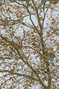 A birch tree autumn background Royalty Free Stock Photo