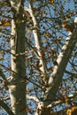 A birch tree autumn background Royalty Free Stock Photo