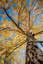 Birch tree in autumn on a background of blue sky Royalty Free Stock Photo