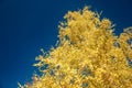 Birch tree in autumn on a background of blue sky Royalty Free Stock Photo