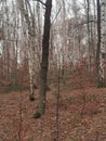 birch tree autumn forest Royalty Free Stock Photo