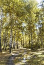 Birch tree autumn grove. Altai landscape Royalty Free Stock Photo