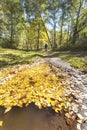 Birch tree autumn grove. Altai landscape Royalty Free Stock Photo