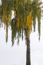 Birch tree in the autumn Royalty Free Stock Photo