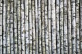 Birch Tree Background