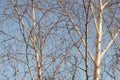 Birch tree with bare branches in sunny day Royalty Free Stock Photo
