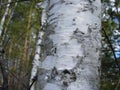 Birch tree and bark