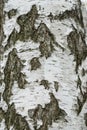 Birch tree bark Royalty Free Stock Photo