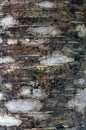 Birch tree bark Royalty Free Stock Photo