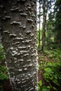 Birch tree bark with bumps and ridges Royalty Free Stock Photo