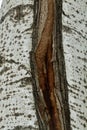 Birch tree bark close up Royalty Free Stock Photo