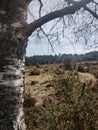 Birch tree bark close up, with open heathland in the background