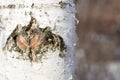 Birch tree bark close-up Royalty Free Stock Photo