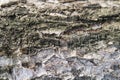 Birch tree bark close up texture Royalty Free Stock Photo