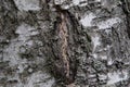 Birch tree bark with a scar texture close up.