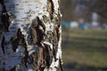 Birch tree bark in sunlight. spring time