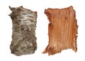 Birch tree bark texture