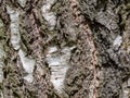 Birch Tree bark texture background Royalty Free Stock Photo