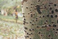The birch tree bark texture Royalty Free Stock Photo