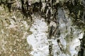 Birch tree bark texture close-up. Natural background Royalty Free Stock Photo