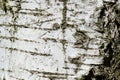 Birch tree bark texture close-up. Natural background Royalty Free Stock Photo