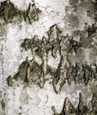 Birch tree bark texture close-up. Natural background Royalty Free Stock Photo