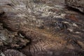 Birch tree bark texture close up.Oak tree bark with insect made patterns resembling a tree.