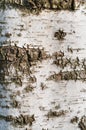 Birch tree bark texture Royalty Free Stock Photo